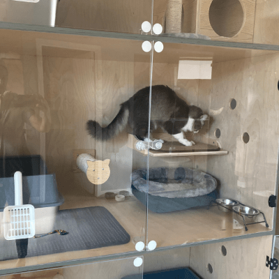CAT BOARDING
