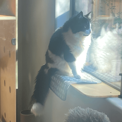 CAT DAYCARE